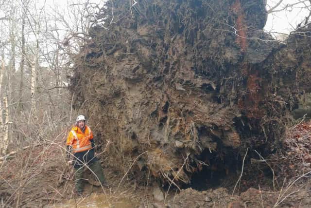 This is just one of thousands of trees brought down by Storm Éowyn the team has been dealing with.