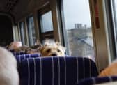 Claire's second tip: "If your dog is not great at travelling or has never been on a train before, start them off with just going to the station and sitting on the platform. When they are ready, go on the train for a short journey and build up from there. Travel at quieter times so your dog will have more space."