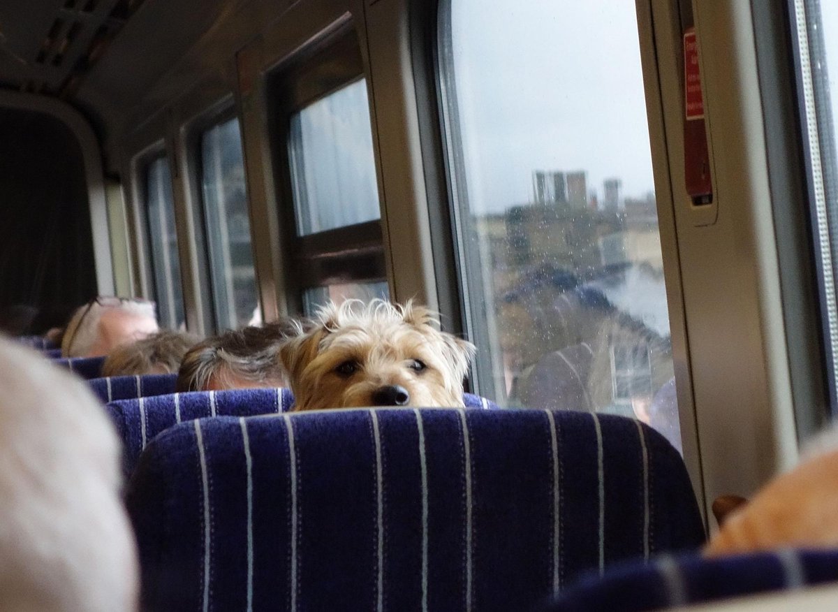 Are You Aloud To Take Dogs On Trains