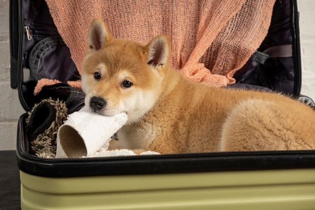 Dog historians believe the Shiba Inu is likely the result of a cross between the Jomon-jin’s dogs and dogs that came to Japan with a new wave of immigration in around 300 BC.