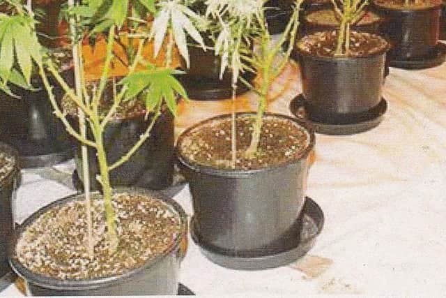 Preston was trying to grow cannabis in the greenhouse in his back garden(Picture: Submitted)