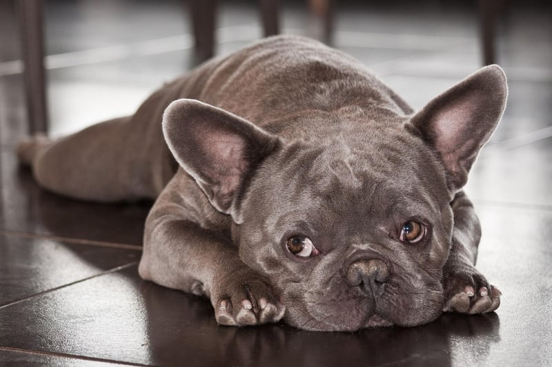 The Bulldog's smaller continental cousin is just as easygoing, if not quite as lazy. The French Bulldog generally doesn't have an aggressive bone in its body and, even if they can occasionally be somewhat stubbon, they are highly unlikely to snap.