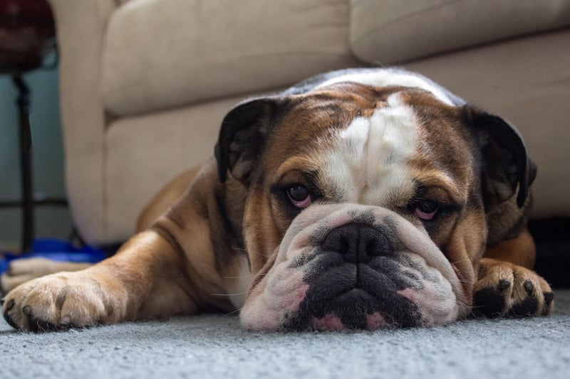 Moving on to the breeds of dog that would rather steer clear of water. Brachycephalic breeds, or dogs with flat faces, are particularly bad swimmers as it's almost impossible to stop water from going up their noses. That's the case with the Bulldog, who's happiest staying on land.