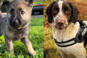 PD Kelpie joins the force just as PD Otis hangs up his lead after eight great years 
(Picture: Submitted)