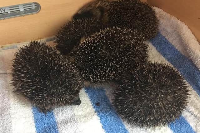 The first hoglets arrived in June.  PIc: Scottish SPCA
