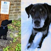 Can your pet live up to the legacy that was left behind by the heroic Hugo?