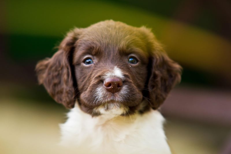 The second spaniel in the top 10, the English Springer Spaniel had 14,579 registrations last year.