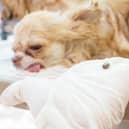 Summer is the time of year when ticks are most likely to be a problem for your four-legged friend.