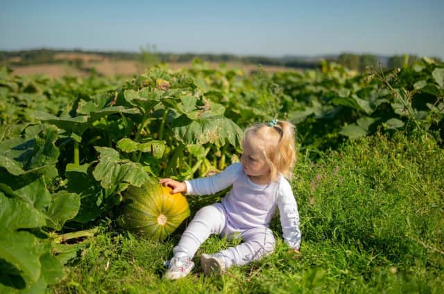 Craigies Farm has released details of its Pick Your Own pumpkin activities for this October, including a brand-new combo ticket to include play time at their new farm adventure park, Little Farmers. Photo by Phil Wilkinson.