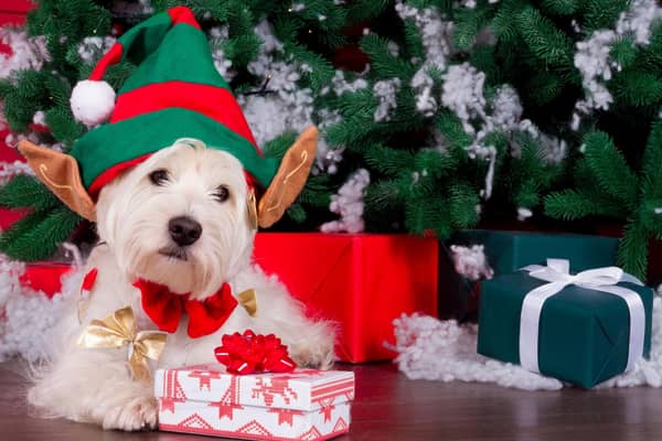 Will there be presents under the tree for your pet pup this Christmas?