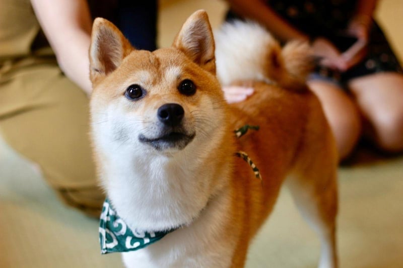 A walk a day and a couple of more vigorous exercise sessions each week will keep an adorable Shiba Inu in tip top shape mentally and physically.