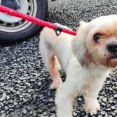 The dog was taken to kennels in Fife