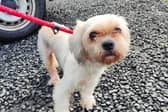 The dog was taken to kennels in Fife