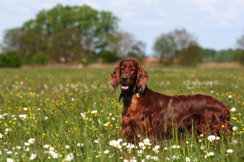 Your best hope with the playful Irish Setter is that it might tire out an intruder with constant demands for games. It's a wonderful family-friendly breed but has incredibly low levels of aggression.
