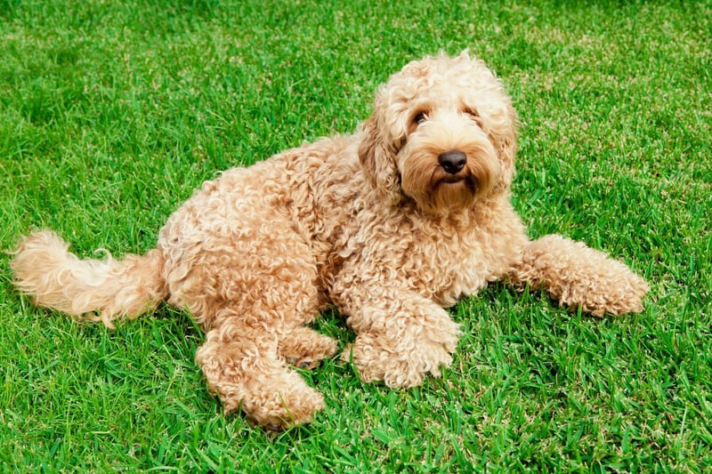 Combining two of the most popular dog breeds in the UK - the Poodle and the Labrador - the Labradoodle has the Labrador Retriever's winning personality and the Poodle's hypoallergenic coat. Labradoodles have been around since the 1950s but only recently became popular - particularly with families.