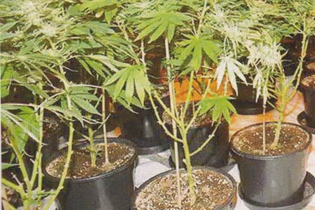 Belapetravicius had been growing cannabis in the living room of his Grangemouth home
(Picture: Submitted)