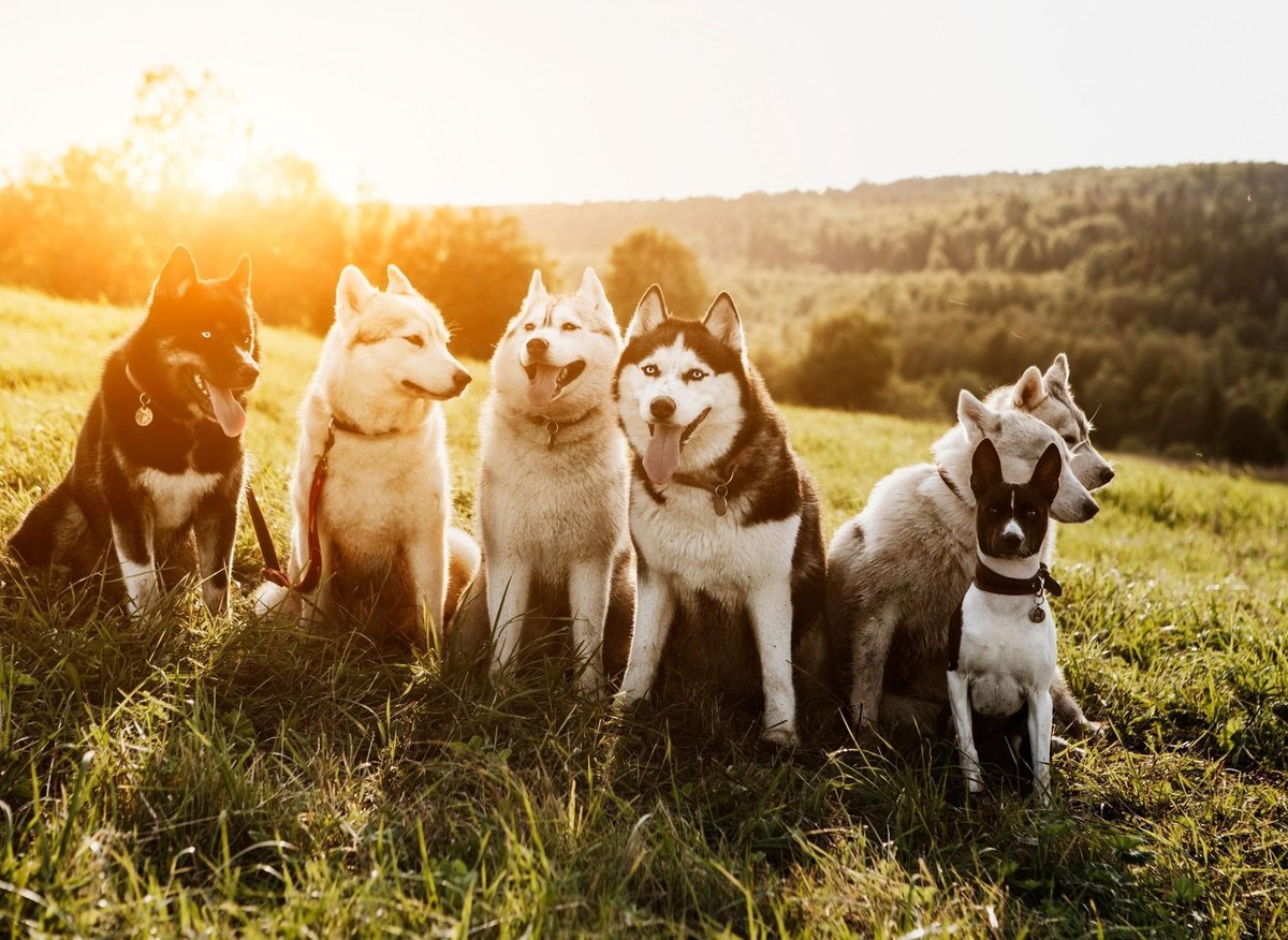 10 outdoor-friendly dog breeds that enjoy being out and about in nature as much as possible