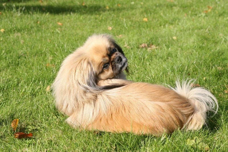 The Tibetan Spaniel has a calming and gentle - yet playful - temperament. Don't let their relaxed demeanor fool you though - they also make for tough competitors in dog sports like agility, rally and obedience.