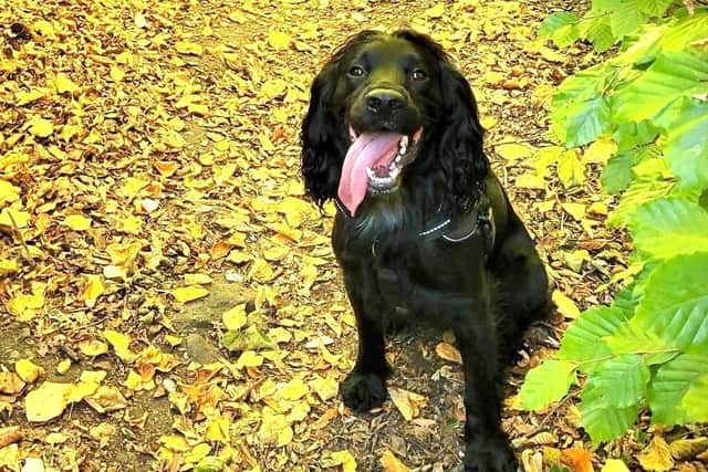 Blu's microchip details are up to date and he looks happy about it (Picture: Submitted)