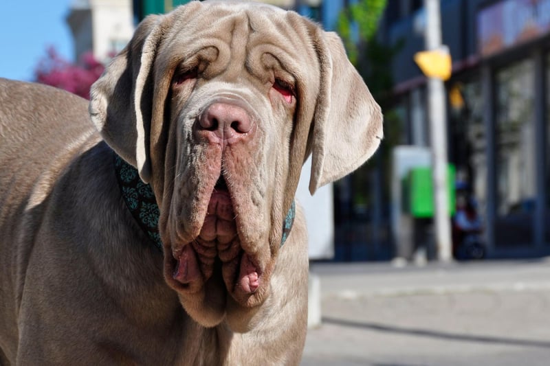 Weighing in at up to 70kg, Neopolitan Mastiffs are Italian gentle giants that are known for loving their families unconditionally, but can be wary of strangers.