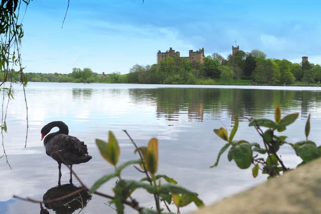 A black swan, rare in Scotland, was photographed at Linlithgow Loch by Gordon Clark.