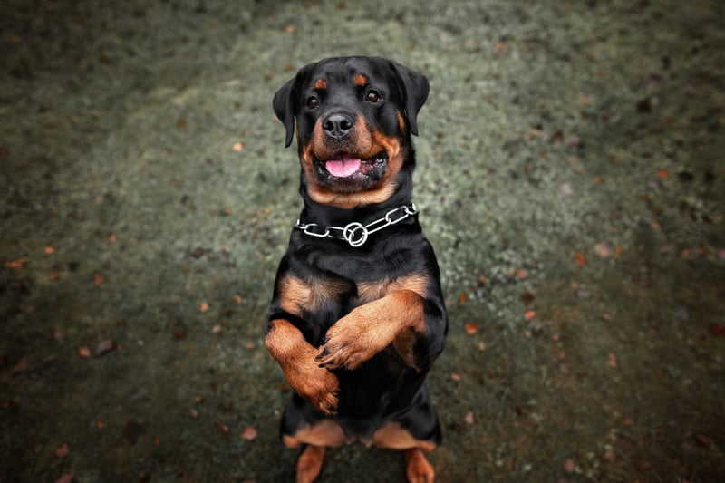 Rottweilers are a task-oriented breed of dog, and will approach begging with the same professional manner it would any job. They also have a tendency to drool, so if you feed them once, expect damp patches on the floor every time you sit down to eat.