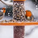 Take part in Big Garden Bird Watch (photo: Adobe)