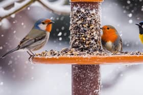 Take part in Big Garden Bird Watch (photo: Adobe)