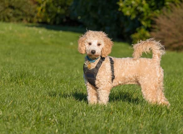 The Poochon, a mixture of a Poodle and a Bichon Frise, makes a great family pet. The small crossbreed are known to be happy and intelligent animals which shed very little hair.