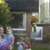Bargain bird food will be arriving in stores this week