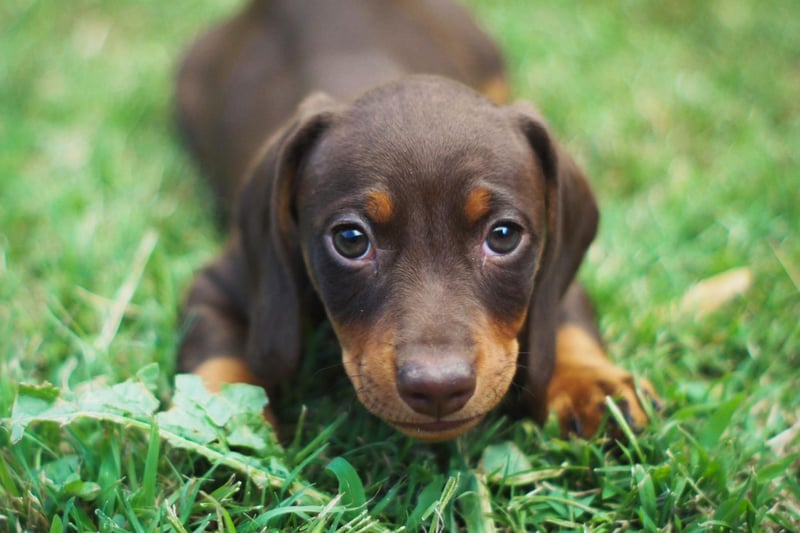 Another popular Dachshund name is Slinky - no doubt inspired by the canine character in the Toy Story films.