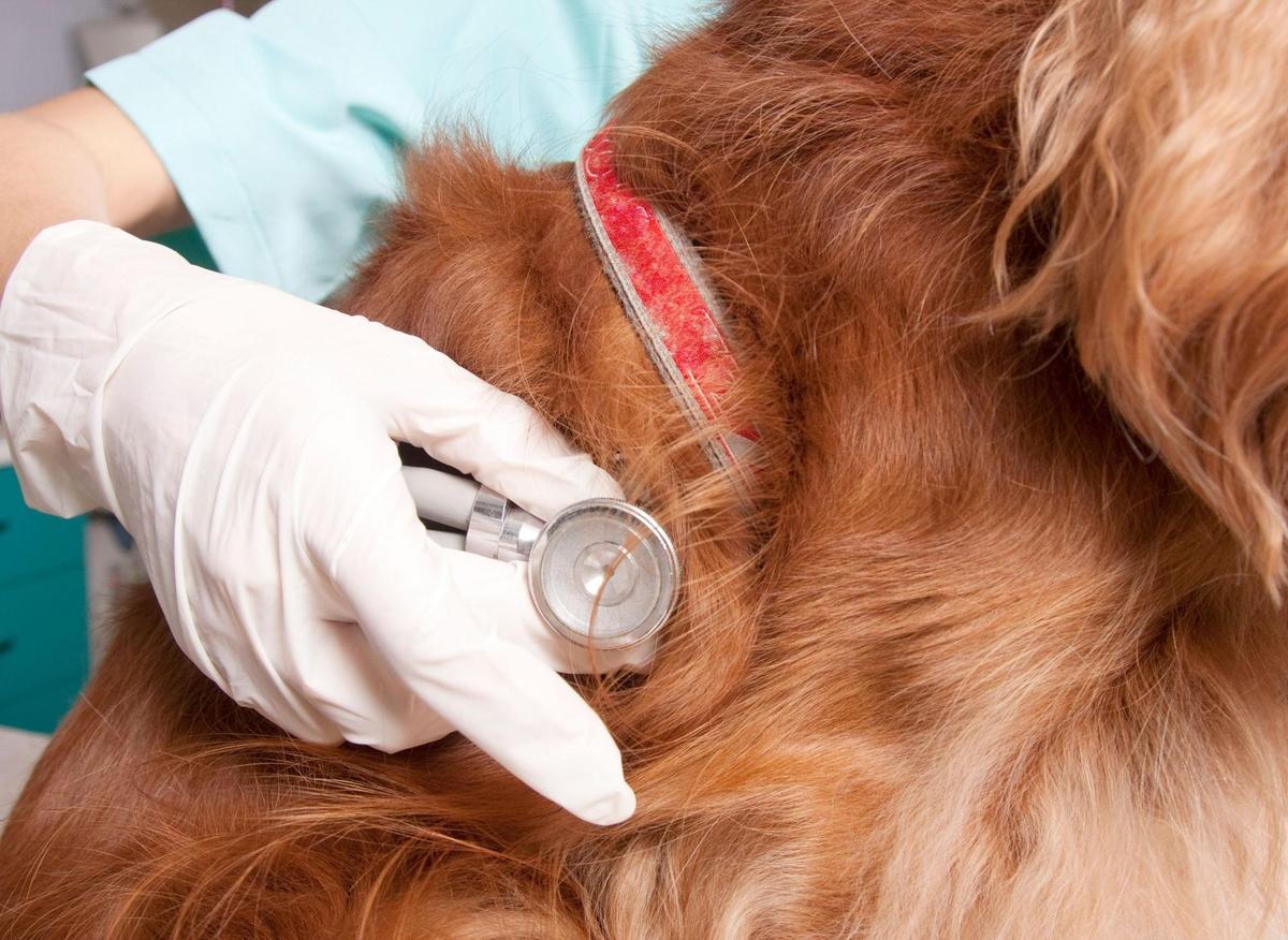 10 of the dog breeds likely to need the most and least expensive vet visits - from Beagle to German Shepherd