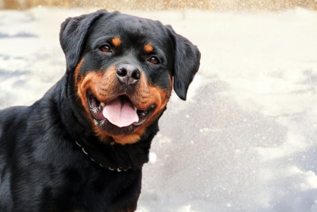 The Rottweiler is particularly popular in the United States, where in the mid-90s it was named as the most registered breed by the American Kennel Club. It has since been overtaken by the Labrador Retriever but remains comfortably in the top 10.