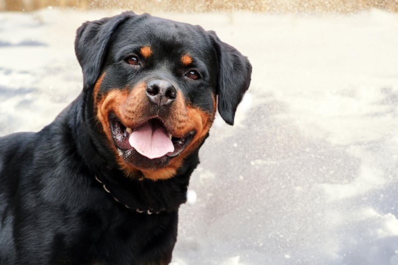 The Rottweiler is particularly popular in the United States, where in the mid-90s it was named as the most registered breed by the American Kennel Club. It has since been overtaken by the Labrador Retriever but remains comfortably in the top 10.