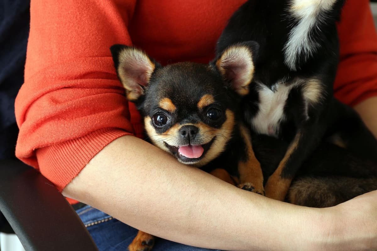 10 of the best breeds for dog owners who live alone