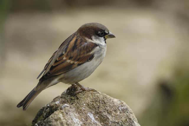 The house sparrow was the most spotted bird in the 2023 Big Garden Birdwatch. (Pic: RSPB images)