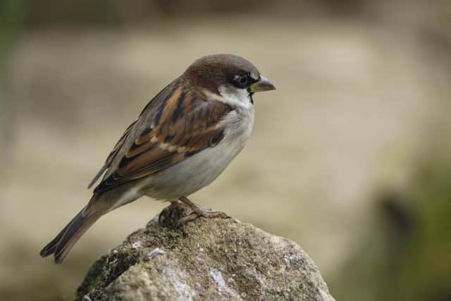 The house sparrow was the most spotted bird in the 2023 Big Garden Birdwatch.  (Pic: RSPB images)