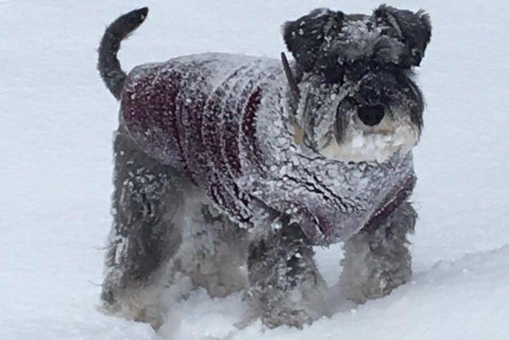 Siân Balfour said her dog enjoyed the cold weather - glad someone did.