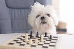 These are the most intelligent breeds of dog that have both brains and beauty (although this chess-playing Maltese isn't one of them).