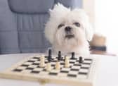 These are the most intelligent breeds of dog that have both brains and beauty (although this chess-playing Maltese isn't one of them).