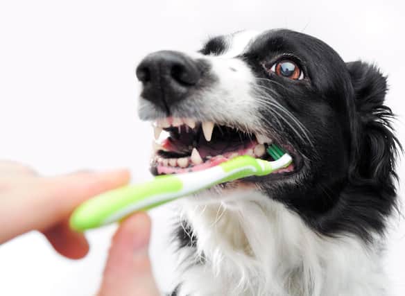 Keep you pet's teeth in good condition is a key part of keeping a dog happy and healthy.