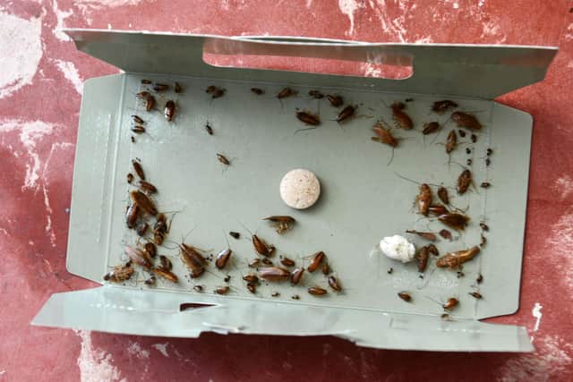 Just one day worth of cockroaches caught in one of the many traps laid in the block of flats at one to 12 Islay Court,  Grangemouth