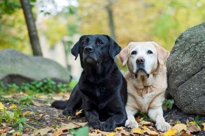 A Germanic name meaning 'soldier' or 'merciful', Milo claims sixth spot in our Lab name list. Milo was also the name of Stanley Ipkiss's dog in the film 'The Mask', starring Jim Carrey.