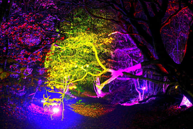 The woodland will be lit up as part of a festive illumination trail.  Pic: Michael Gillen.