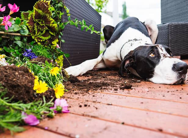 A few simple tips can keep your dog - and your plants - safe in the garden this summer.
