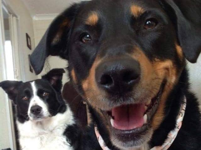 Maisie, right, and Maya were adopted by Lauren Cunningham's family from the Scottish SPCA