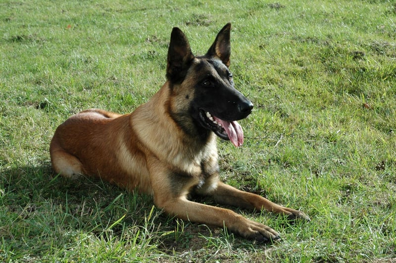 The versatile Belgian Malinois is said to make an unbreakable bond with its human. This breed is seeing its highest monthly search volume than ever before in the UK, increasing by 82% since January this year to now, when it reached 162k searches a month. They’re smart and eager and need lots of exercise, preferable by the side of their beloved owner.