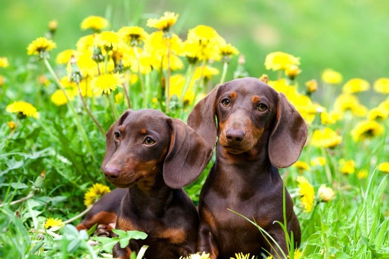 The independently minded (or, in other words, naughty) Dachshund needs a fair amount of exercise to stay healthy but, due to their tiny legs, what feels like a gently amble to you will feel like a marathon to them.