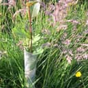 Burgh Beautiful is planting 350 young tree slips at Triangle Wood.