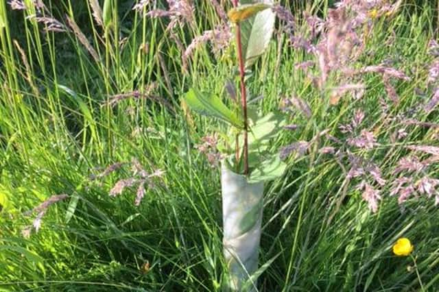Burgh Beautiful is planting 350 young tree slips at Triangle Wood.